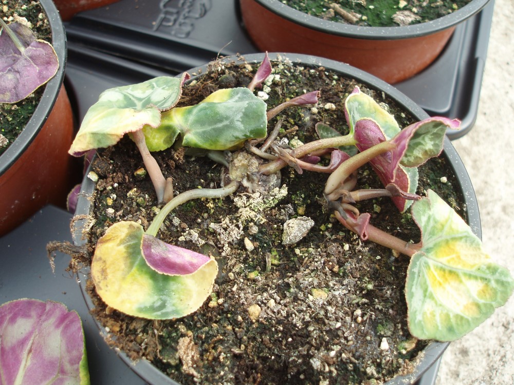 Plant collapse as a result of soft rot. Courtesy and copyright of ADAS Horticulture.